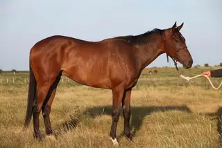 Big Bang Boom, 3 Year Old Bay Thoroughbred Gelding for Sale in Nocona, TX, photo 4 of 5