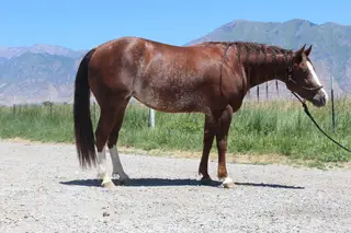 Spend My Money (Pricey), 3 Year Old Sorrel Quarter Horse Mare for Sale in Spanish Fork, UT