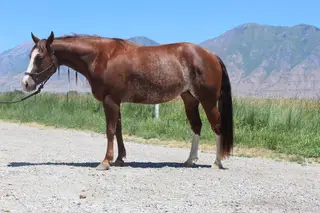 Spend My Money (Pricey), 3 Year Old Sorrel Quarter Horse Mare for Sale in Spanish Fork, UT, photo 2 of 3