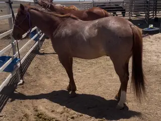 Filly by Metallic Crush