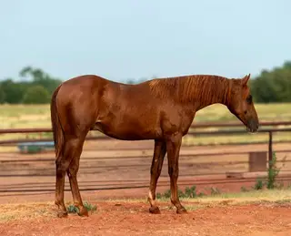 Colt by Stevie Rey Von, 1 Year Old Sorrel Quarter Horse Colt for Sale in Stroud, OK