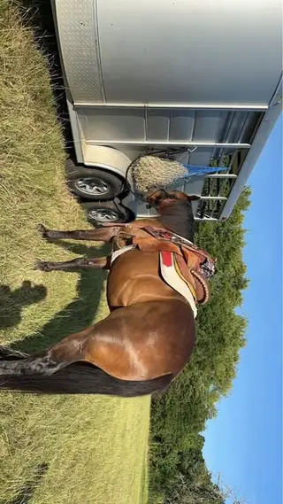 Secretariats Mac (Malachi), 10 Year Old Black Quarter Horse Gelding for Sale in Palestine, TX, photo 2 of 2