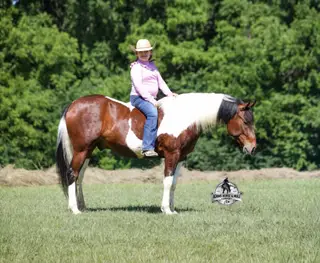 Patriot, 5 Year Old Quarter Horse Gelding for Sale in Gladstone, NJ