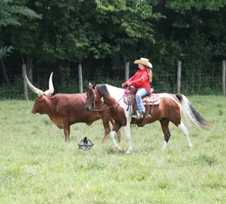 Patriot, 5 Year Old Bay Quarter Horse Gelding for Sale in Gladstone, NJ, photo 2 of 4