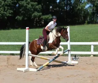 Patriot, 5 Year Old Bay Quarter Horse Gelding for Sale in Gladstone, NJ, photo 3 of 4