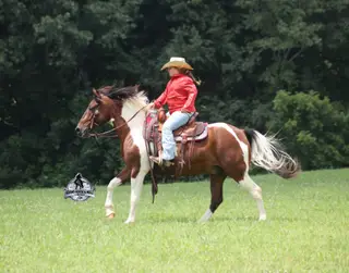 Patriot, 5 Year Old Bay Quarter Horse Gelding for Sale in Gladstone, NJ, photo 4 of 4