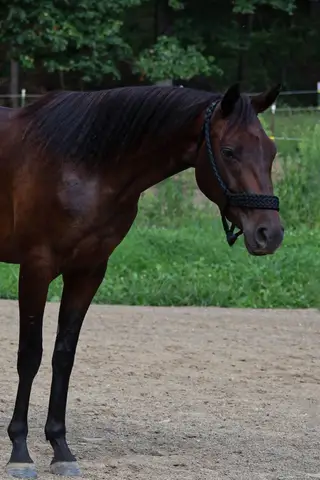 Bay Mare, 3 Year Old Bay Mare for Sale in Newark, OH, photo 2 of 3