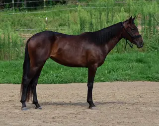 Bay Mare, 3 Year Old Bay Mare for Sale in Newark, OH, photo 3 of 3