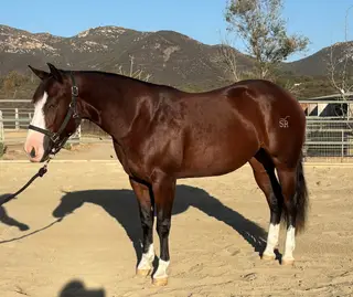 Colonels Epic Ride (Harley), 2 Year Old Bay Quarter Horse Mare for Sale in CA