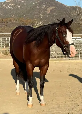Colonels Epic Ride (Harley), 2 Year Old Bay Quarter Horse Mare for Sale in CA, photo 2 of 6