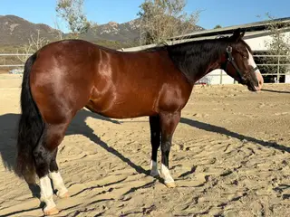 Colonels Epic Ride (Harley), 2 Year Old Bay Quarter Horse Mare for Sale in CA, photo 3 of 6