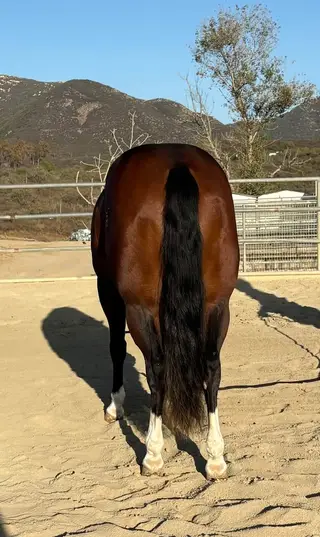 Colonels Epic Ride (Harley), 2 Year Old Bay Quarter Horse Mare for Sale in CA, photo 4 of 6