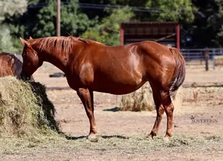 Gray Pearls Cash Flo, 14 Year Old Sorrel Quarter Horse Mare for Sale in Cheney, WA