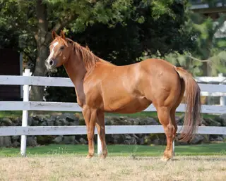 Gray Pearls Cash Flo, 14 Year Old Sorrel Quarter Horse Mare for Sale in Cheney, WA, photo 2 of 4