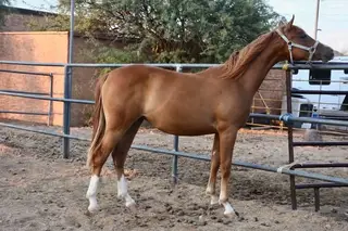 Sorrel Quarter Horse Filly, 1 Year Old Sorrel Quarter Horse Filly for Sale in Phoenix, AZ, photo 2 of 5