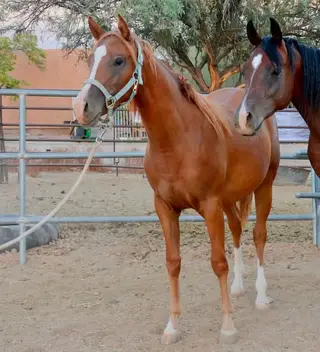 Sorrel Quarter Horse Filly, 1 Year Old Sorrel Quarter Horse Filly for Sale in Phoenix, AZ, photo 3 of 5