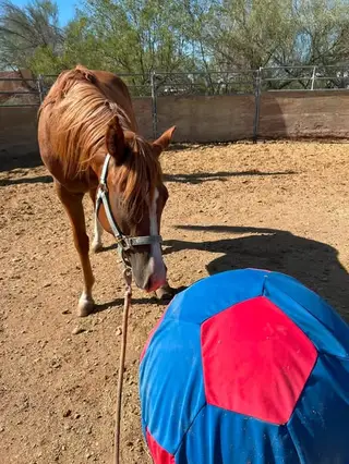 Sorrel Quarter Horse Filly, 1 Year Old Sorrel Quarter Horse Filly for Sale in Phoenix, AZ, photo 4 of 5