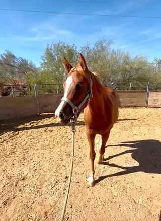 Sorrel Quarter Horse Filly, 1 Year Old Sorrel Quarter Horse Filly for Sale in Phoenix, AZ, photo 5 of 5