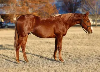 Colt by Chics At The Doc, Quarter Horse Colt for Sale in Mineral Wells, TX