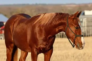 Colt by Chics At The Doc, Sorrel Quarter Horse Colt for Sale in Mineral Wells, TX, photo 2 of 2