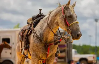 Grey Quarter Horse Gelding