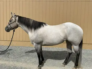 HR Dont Look Ethel (Queso), 6 Year Old Grulla Quarter Horse Mare for Sale in Sparks, NV