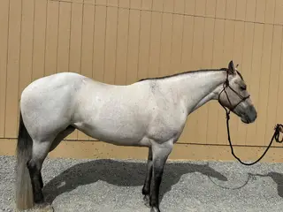 HR Dont Look Ethel (Queso), 6 Year Old Grulla Quarter Horse Mare for Sale in Sparks, NV, photo 2 of 5