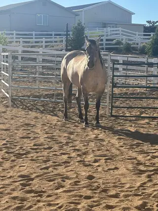HR Dont Look Ethel (Queso), 6 Year Old Grulla Quarter Horse Mare for Sale in Sparks, NV, photo 4 of 5