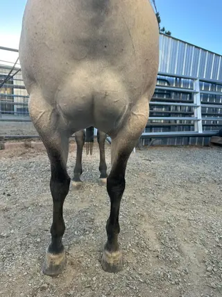 HR Dont Look Ethel (Queso), 6 Year Old Grulla Quarter Horse Mare for Sale in Sparks, NV, photo 5 of 5