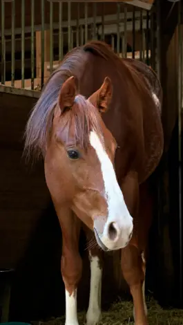 Smart Sacred Pepto (JJ), 3 Year Old Sorrel Paint Gelding for Sale in Redmond, WA