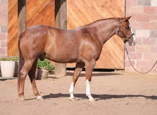 KJW Nakota Boon (Jelly Bean)