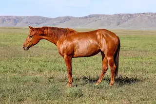 Filly by Travelin Jonez, 2 Year Old Sorrel Quarter Horse Filly for Sale
