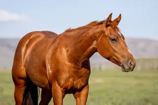 Filly by Travelin Jonez, 2 Year Old Sorrel Quarter Horse Filly for Sale, photo 2 of 3