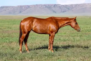 Filly by Travelin Jonez, 2 Year Old Sorrel Quarter Horse Filly for Sale, photo 3 of 3