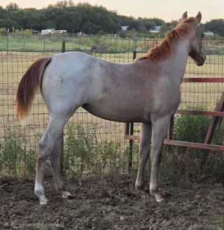 Sandy, Foal Red Roan Quarter Horse Filly for Sale in Stephenville, TX