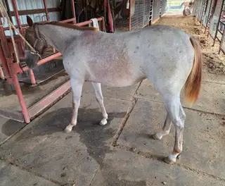 Sandy, Foal Red Roan Quarter Horse Filly for Sale in Stephenville, TX, photo 2 of 5