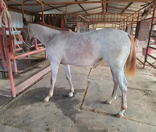 Sandy, Foal Red Roan Quarter Horse Filly for Sale in Stephenville, TX, photo 3 of 5