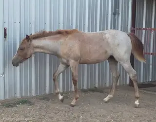 Sandy, Foal Red Roan Quarter Horse Filly for Sale in Stephenville, TX, photo 4 of 5