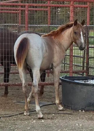 Sandy, Foal Red Roan Quarter Horse Filly for Sale in Stephenville, TX, photo 5 of 5