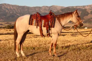 Smooth N Malicious (Sniper), 4 Year Old Red Roan Quarter Horse Gelding for Sale in Bozeman, MT