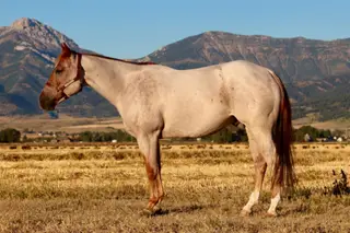 Smooth N Malicious (Sniper), 4 Year Old Red Roan Quarter Horse Gelding for Sale in Bozeman, MT, photo 2 of 4