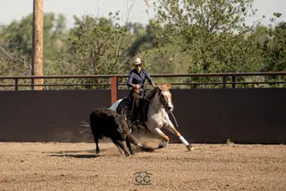 Smooth N Malicious (Sniper), 4 Year Old Red Roan Quarter Horse Gelding for Sale in Bozeman, MT, photo 4 of 4
