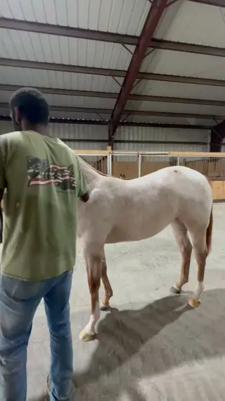 Moscow Kitty, 1 Year Old Red Roan Quarter Horse Filly for Sale in Monticello, AR