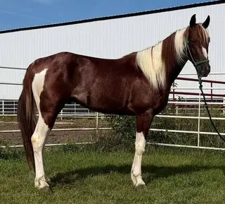 SmartCatz High Brow (Big Ben), 3 Year Old Sorrel Paint Horse Gelding for Sale in Wagner, SD