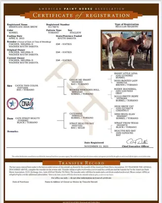 SmartCatz High Brow (Big Ben), 3 Year Old Sorrel Paint Horse Gelding for Sale in Wagner, SD, photo 2 of 5