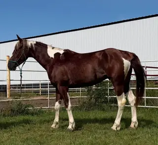 SmartCatz High Brow (Big Ben), 3 Year Old Sorrel Paint Horse Gelding for Sale in Wagner, SD, photo 3 of 5