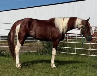 SmartCatz High Brow (Big Ben), 3 Year Old Sorrel Paint Horse Gelding for Sale in Wagner, SD, photo 4 of 5