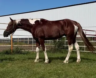 SmartCatz High Brow (Big Ben), 3 Year Old Sorrel Paint Horse Gelding for Sale in Wagner, SD, photo 5 of 5