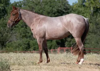 Stella, 2 Year Old Roan Quarter Horse Filly for Sale in Hico, TX