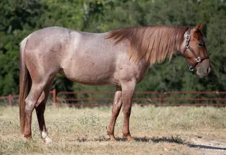 Stella, 2 Year Old Roan Quarter Horse Filly for Sale in Hico, TX, photo 2 of 4